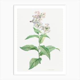 White Gillyflower, Pierre Joseph Redoute Art Print