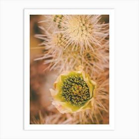 Cactus Flower Art Print