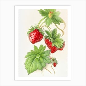 Alpine Strawberries, Plant, Pencil Colour Art Print
