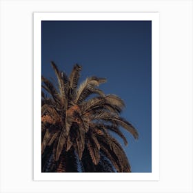 Palm Tree And Clear Blue Sky St Sebastian, Spain Art Print