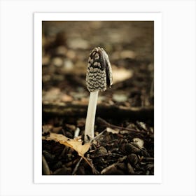 Brown Mushroom // Nature Photography Art Print