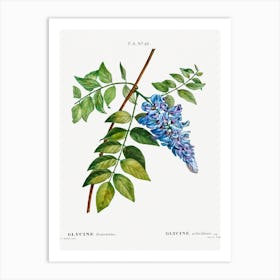 Kidney Bean Tree, Pierre Joseph Redoute Art Print