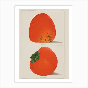 Persimmons Art Print