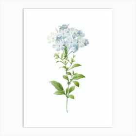 Vintage Plumbago Caerulea Botanical Illustration on Pure White n.0699 Art Print