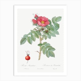 Kamtschatka Rose, Pierre Joseph Redoute Art Print