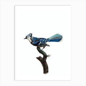 Vintage Blue Jay Bird Illustration on Pure White Art Print