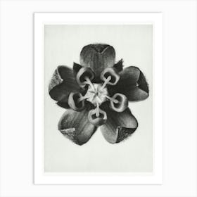 Common Milkweed, Karl Blossfeldt 1 Art Print