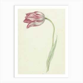 Tulip - Tulip Art Print