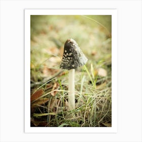 Brown Mushroom // Nature Photography 3 Art Print