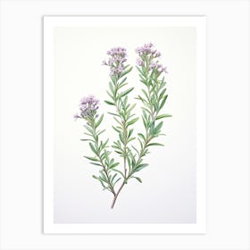 Thyme Vintage Botanical Herbs 4 Art Print