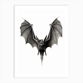 Serotine Bat Vintage Illustration 1 Art Print