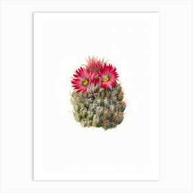 Cactus Flower 15 Art Print