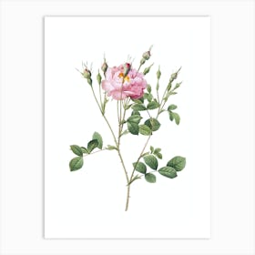 Vintage Anemone Sweetbriar Rose Botanical Illustration on Pure White n.0394 Art Print