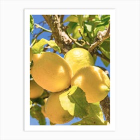 Lemon fruits hanging on tree branch with sunny blue sky background Art Print