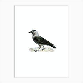 Vintage Western Jackdaw Bird Illustration on Pure White n.0016 Art Print