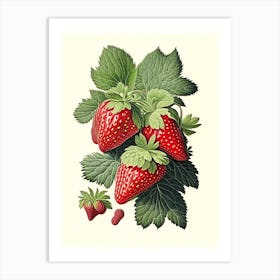 June Bearing Strawberries, Plant, Vintage Botanical Drawing 2 Art Print