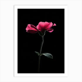 Single Pink Flower On Black Background 8 Art Print