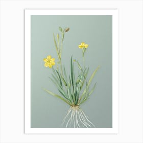 Vintage Yellow Eyed Grass Botanical Art on Mint Green Art Print