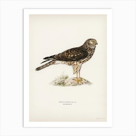 Hen Harrier Female, The Von Wright Brothers Art Print