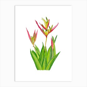 Vibrant pink and green Heliconia Tropical Flowers and leaves in Watercolor faded 1 Art Print