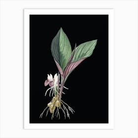 Vintage Koemferia Longa Botanical Illustration on Solid Black n.0580 Art Print