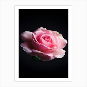 Pink Rose On Black Background 15 Art Print