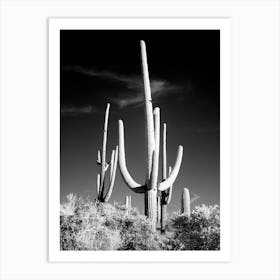 Saguaro Cacti Near Tucson, Arizona Art Print