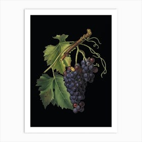 Vintage Black Grape Botanical Illustration on Solid Black n.0569 Art Print