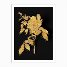 Vintage Fragrant Rosebush Botanical in Gold on Black n.0341 Art Print