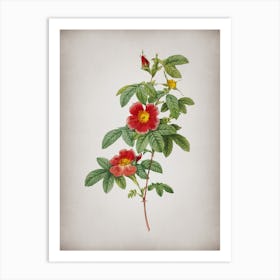 Vintage Single May Rose Botanical on Parchment n.0865 Art Print