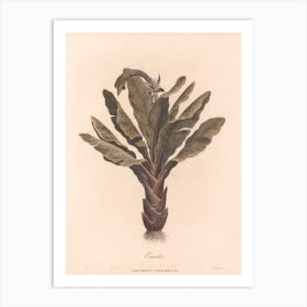 Ensete (1789), James Heath 1 Art Print