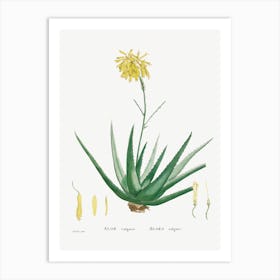 Aloe Vulgaris, Pierre Joseph Redoute Art Print