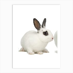 White Rabbit On White Background Art Print