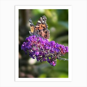 Butterfly On Purple Flower Art Print