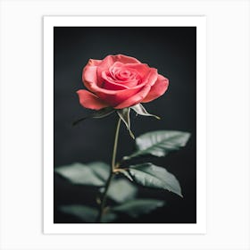 Rose On Black Background 6 Art Print