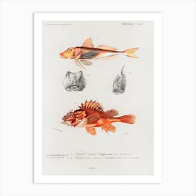 Different Types Of Fishes, Charles Dessalines D'Orbigny 2 Art Print
