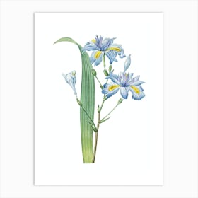 Vintage Butterfly Flower Iris Botanical Illustration on Pure White n.0111 Art Print