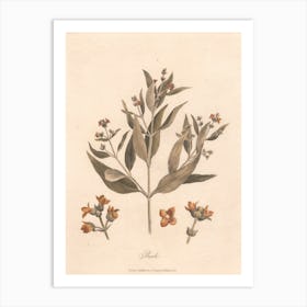 Rack (1789), James Heath Art Print