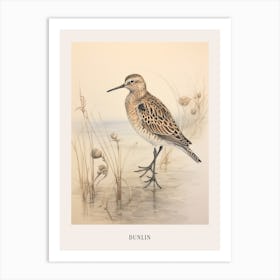 Vintage Bird Drawing Dunlin 2 Poster Art Print