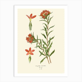 Red Columbine Art Print