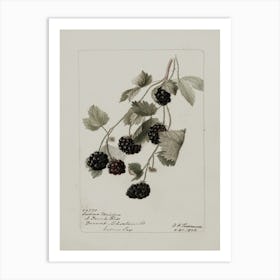 Blackberry 2 Art Print