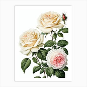 Vintage Galleria Style Rose Art Painting 15 Art Print