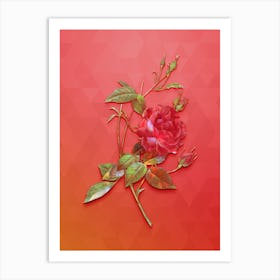 Vintage Blood Red Bengal Rose Botanical Art on Fiery Red n.0250 Art Print