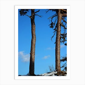 Pine Trees Against Blue Sky Art Print