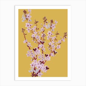 Cherry Blossoms 3 Art Print