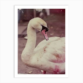 Swan Vintage Art Print