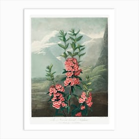 The Narrow–Leaved Kalmia From The Temple Of Flora (1807), Robert John Thornton Art Print