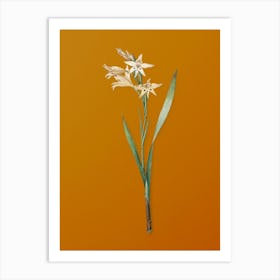 Vintage Gladiolus Cuspidatus Botanical on Sunset Orange n.0699 Art Print