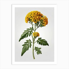 Chamomile 1 Art Print