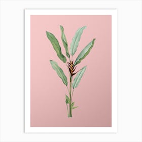 Vintage Parrot Heliconia Botanical on Soft Pink n.0490 Art Print